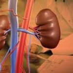 harga hati manusia, black market organ, perdagangan organ ilegal, harga organ tubuh, hati liver black market, jual beli organ manusia, eksploitasi organ, pasar gelap organ harga hati manusia, black market organ, perdagangan organ ilegal, harga organ tubuh, hati liver black market, jual beli organ manusia, eksploitasi organ, pasar gelap organ