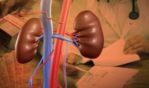 harga hati manusia, black market organ, perdagangan organ ilegal, harga organ tubuh, hati liver black market, jual beli organ manusia, eksploitasi organ, pasar gelap organ