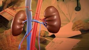 harga hati manusia, black market organ, perdagangan organ ilegal, harga organ tubuh, hati liver black market, jual beli organ manusia, eksploitasi organ, pasar gelap organ